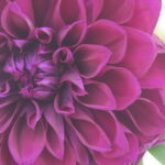 Purple Dahlia