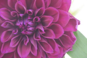 Purple Dahlia